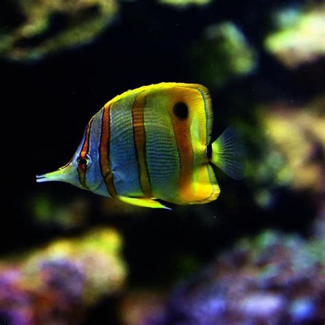 什麼魚招財|養魚招財，別在猶豫了！快把財神請進門